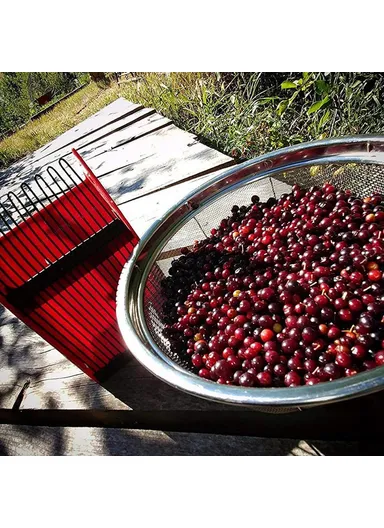 Berry Picker Blueberry Lingonberry Scoop Metal Comb Ergonomic Handle Design Berry Picking Rake Tool