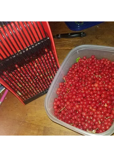Berry Picker Blueberry Lingonberry Scoop Metal Comb Ergonomic Handle Design Berry Picking Rake Tool