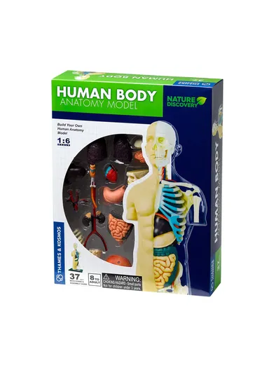 Human Anatomy Model Kit, Learn and Explore the Human Body
