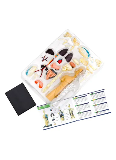 Human Anatomy Model Kit, Learn and Explore the Human Body