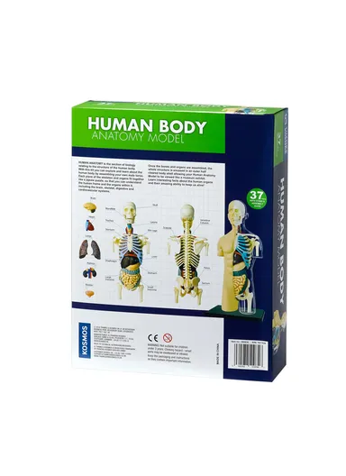 Human Anatomy Model Kit, Learn and Explore the Human Body