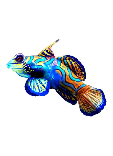 Iron Fish Shape Wall Hanging Decor Garden Decoration Home Pendant - Style 4