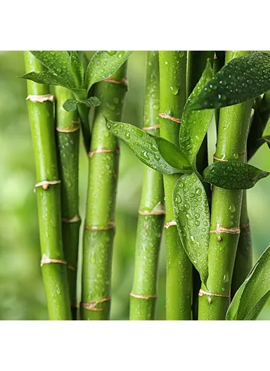 Bamboo Baby Quilt 95 x 145 cm ( 200 gr/m2 ) - Beige